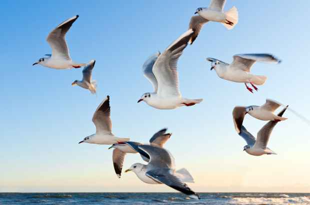 white seagulls near water